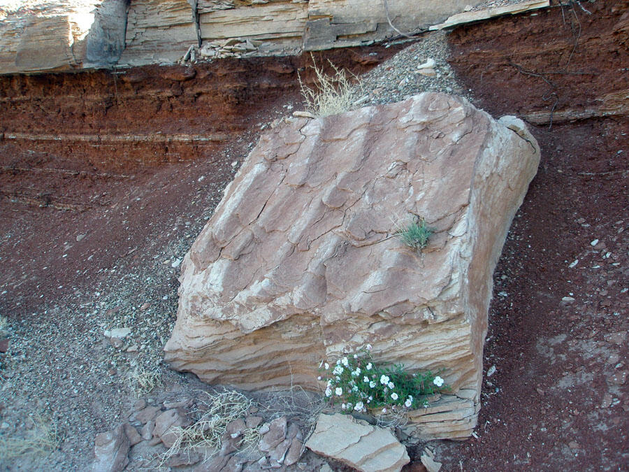 This is a photo of ripple-marks in sandstone.