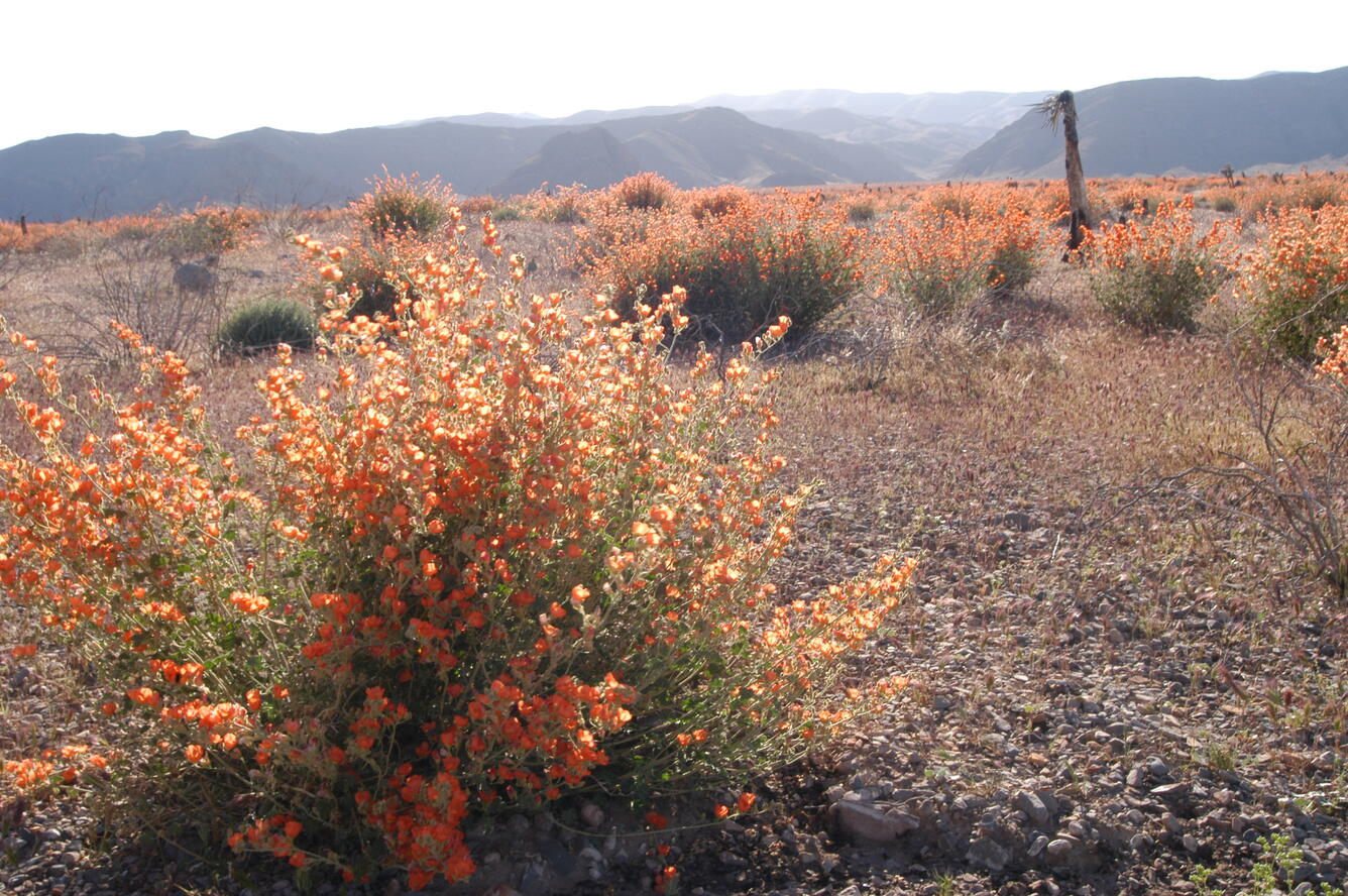 WERC Globe Mallow Coyote Springs