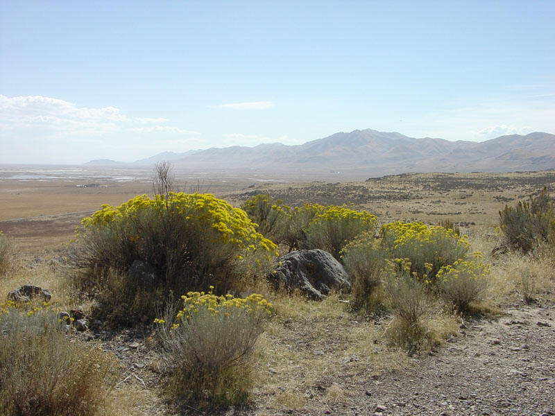 This is a photo of wildflowers in late October on the Union Pacific Grade along the Big Fill Walk.
