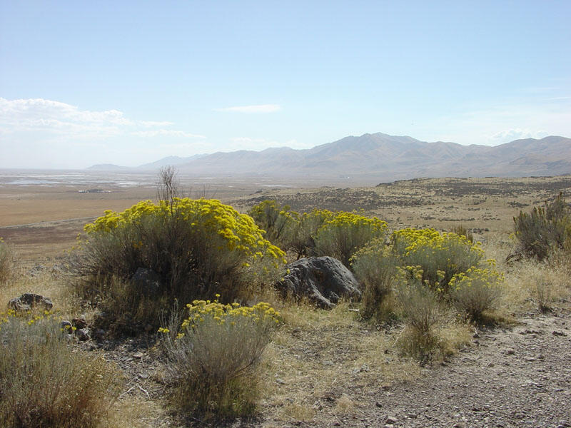 This is a photo of wildflowers in late October on the Union Pacific Grade along the Big Fill Walk. 