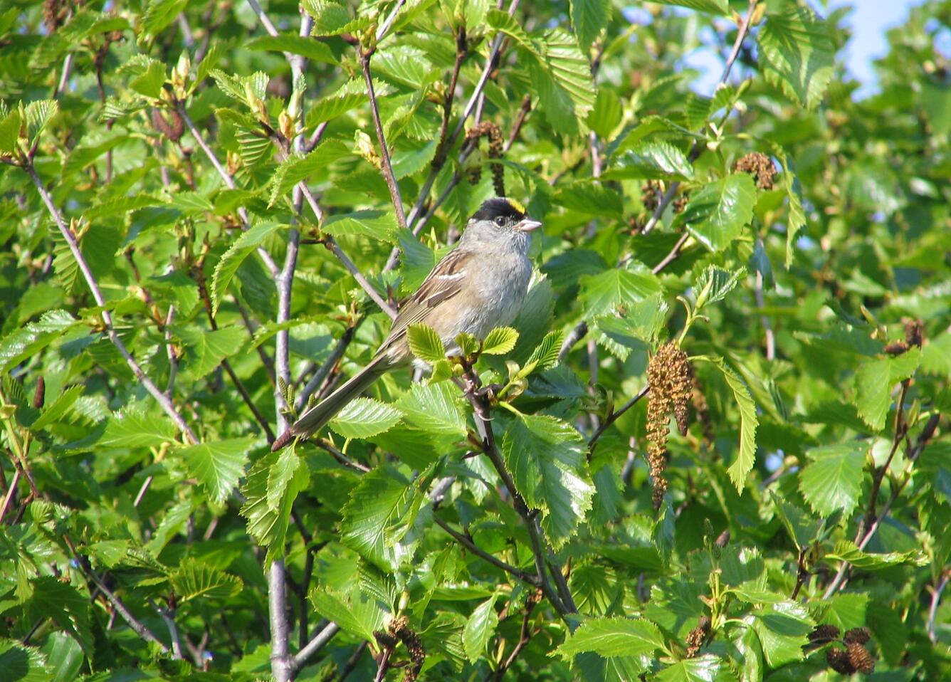 Small bird in a bush