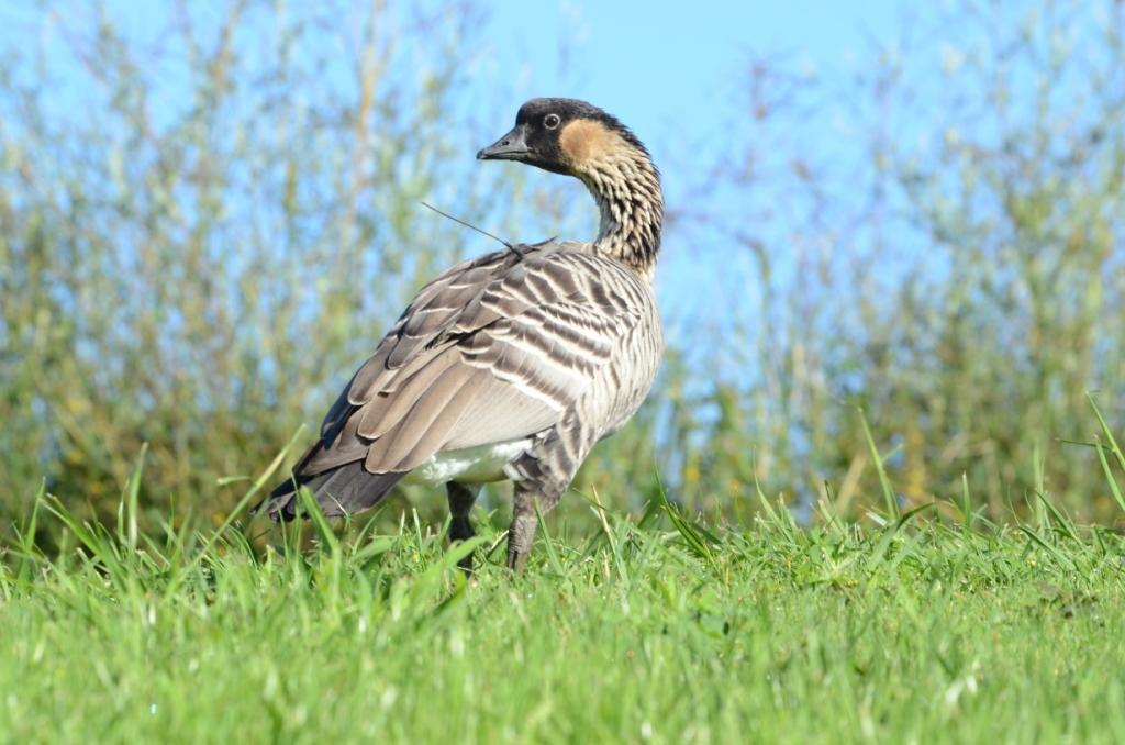 Nene on a grassy field
