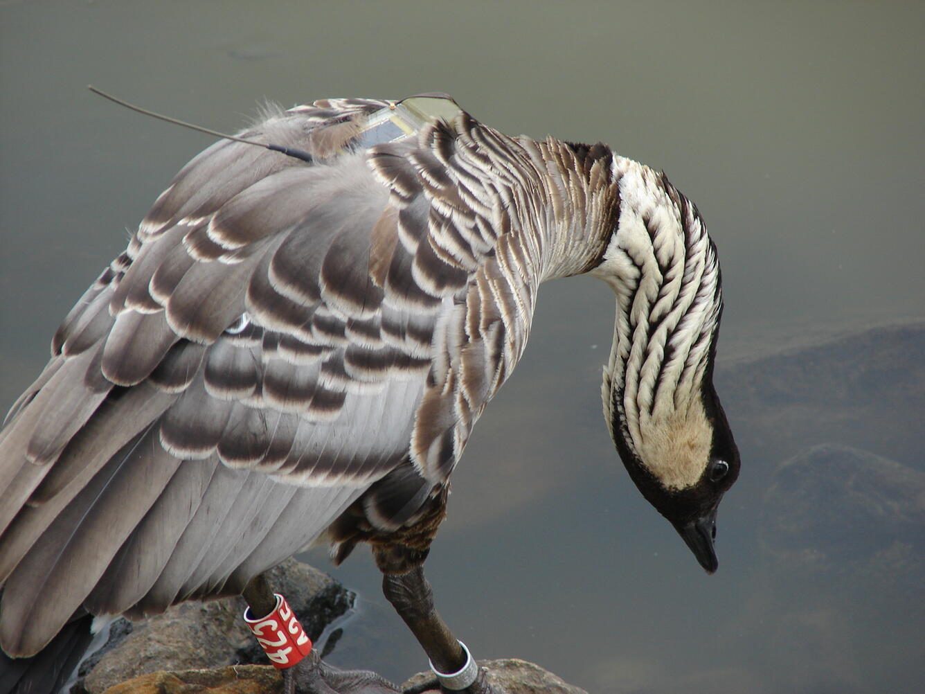 Nene with transmitter and leg band