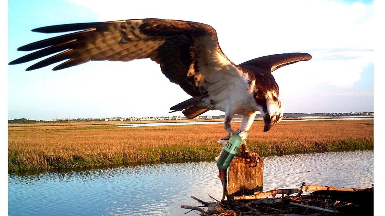 Pharmaceuticals in water, fish, and ospreys nesting in Delaware River and Bay