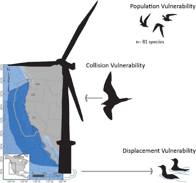 Figure showing Pacific coast, a wind turbine, and identifying 3 ways birds may be affected by wind turbines