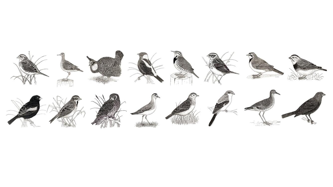 Drawings of several grassland birds by Christopher Goldade, former employee at Northern Prairie Wildlife Research Center.