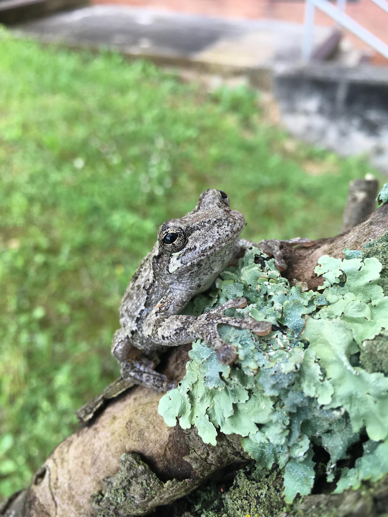 Gray Tree Frog - Hyla chrysoscelis/versicolor