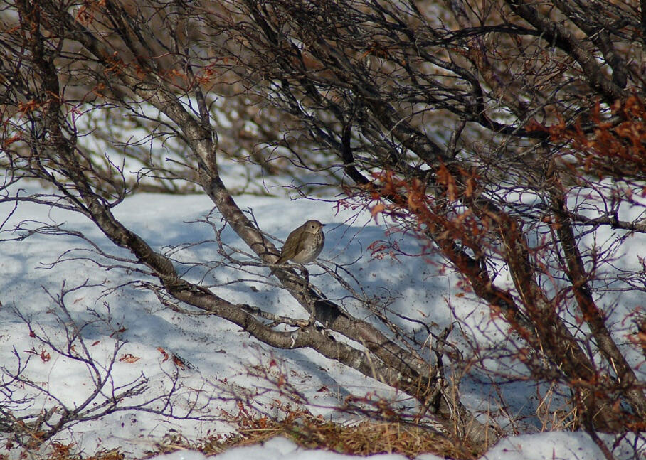 A grayish songbird perched in a shrub