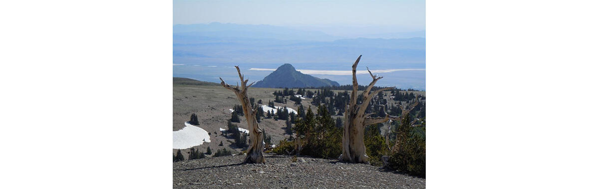 Remains of two dead upright tree trunks frame this image of the Great Basin in the Snake Range, northern Utah 