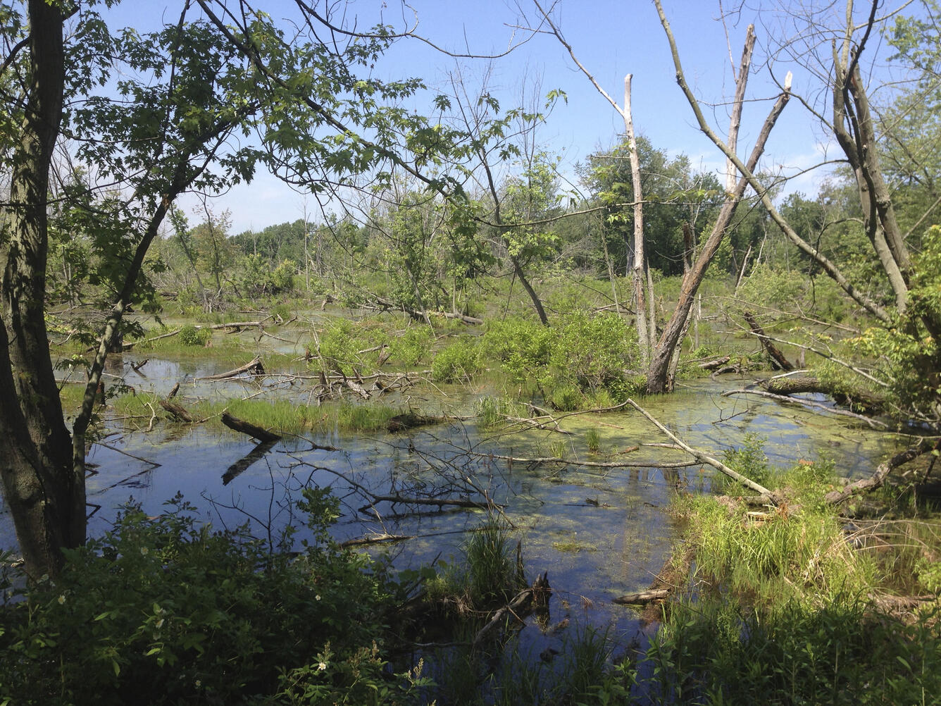 great marsh indiana dunes national lakeshore