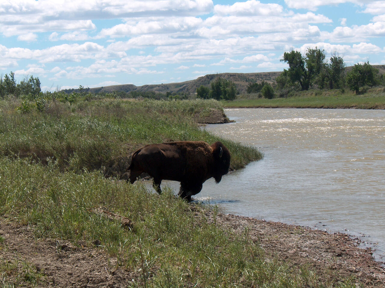 Great Plains buffalo wading into a stream