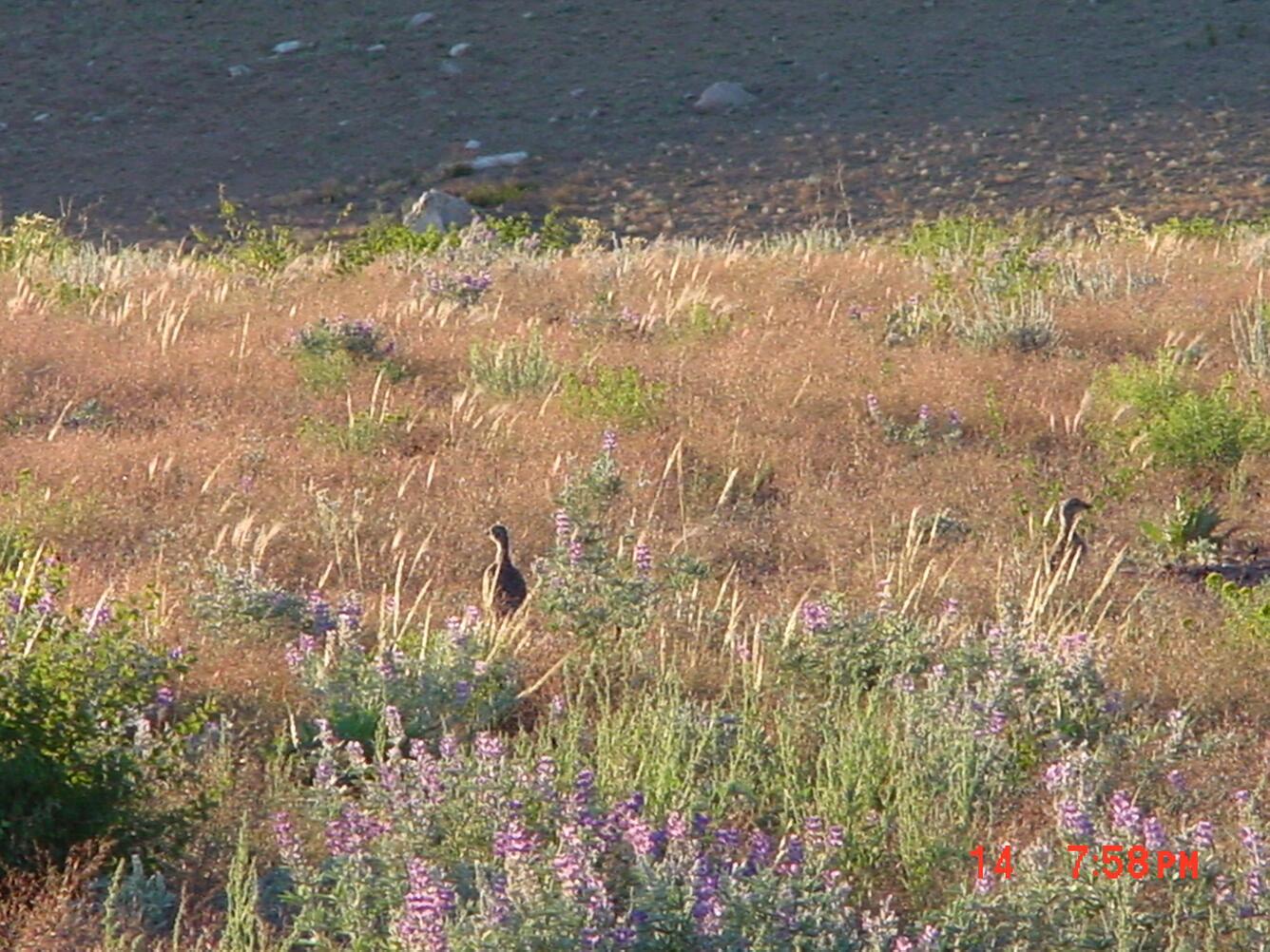 Greater sage grouse chicks. USGS photo. 