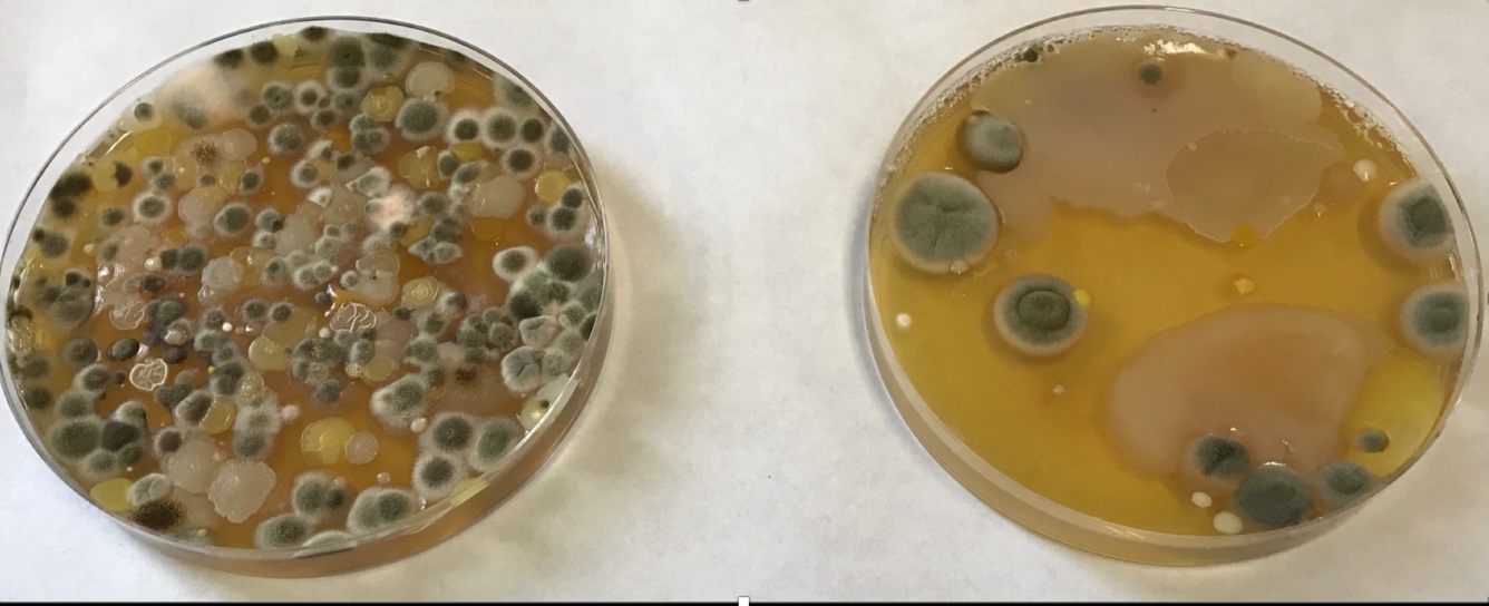 The evaluation of aerosol DNA/RNA extraction methods for aerobiology research projects