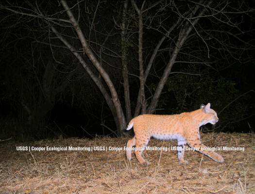 bobcat captured on wildlife cameras