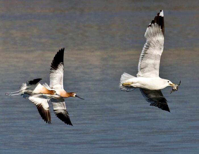 California Gull takes Avocet Chick