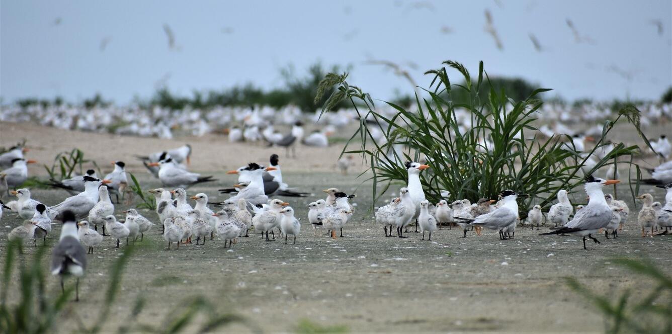 Royal Tern and Sandwich Tern adults and young, Gunn Island