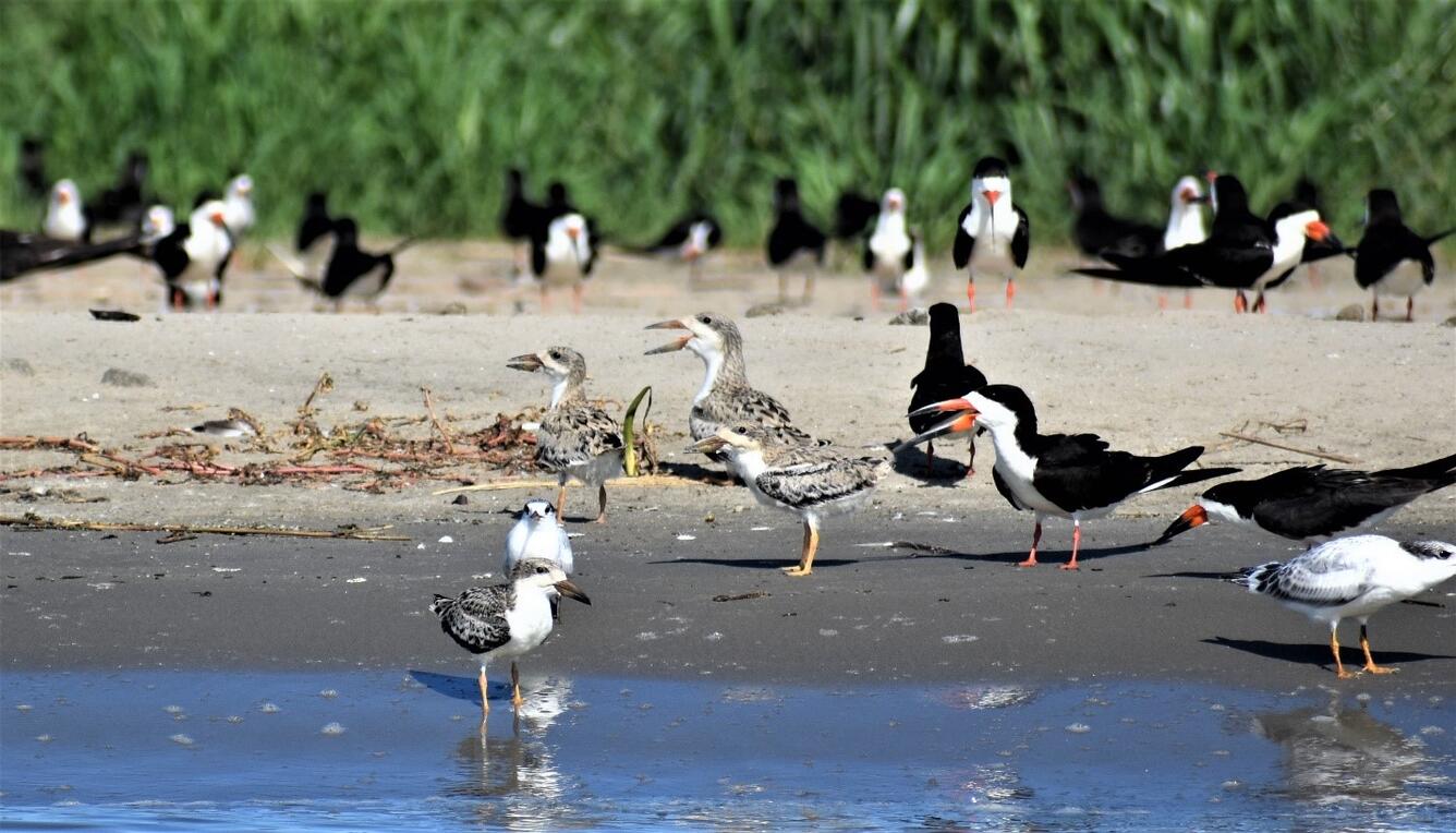 Black Skimmer adults with young, Gunn Island