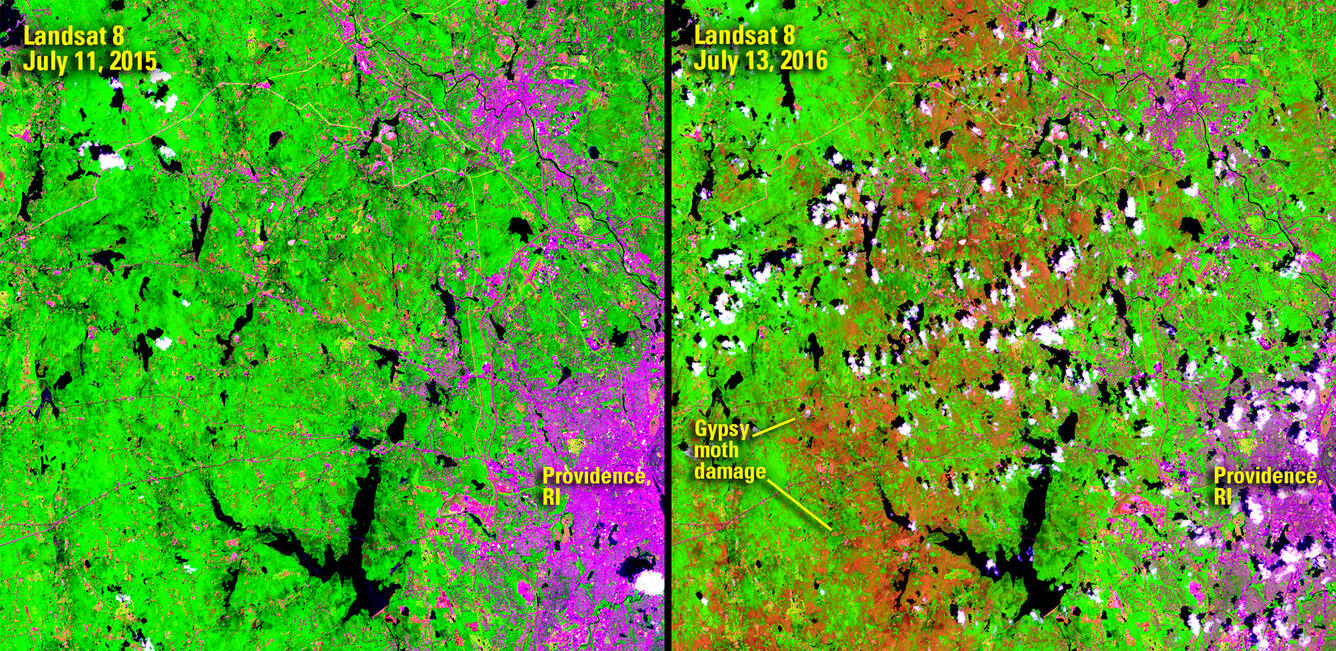 color satellite images showing Gypsy moth damage in Rhode Island