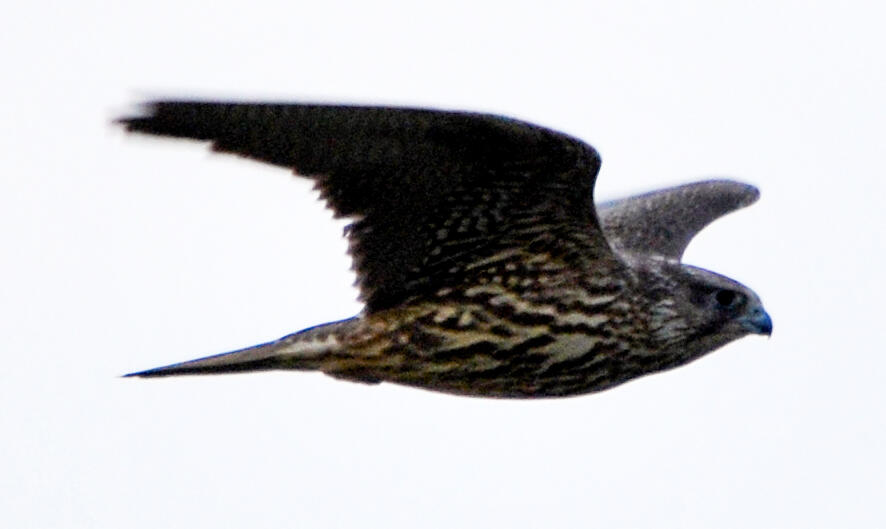 Large bird flying