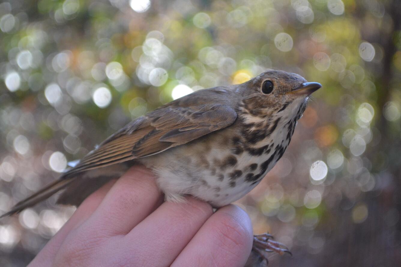 Hermit thrush in photographers girp
