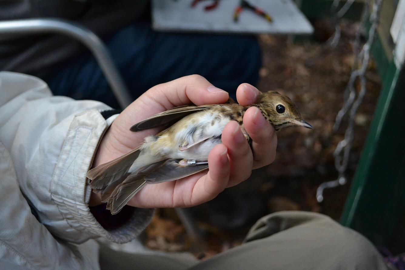 Hermit thrush in-hand at banding station with band on leg