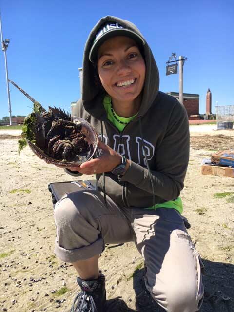 Natalie Cheung sampling Jones Beach Horseshoe Crab