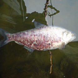 Gizzard shad infected with VHSV