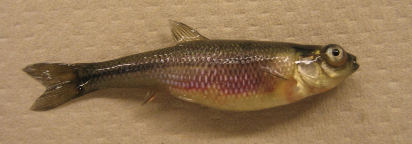 Virus-exposed fathead minnow