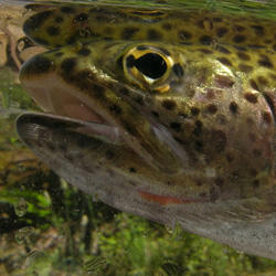 Cutthroat trout