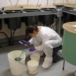 Susceptibility testing of fish species - BSL-3