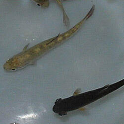 Photo of Rainbow trout with IHN