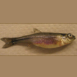 Photo of fathead minnow