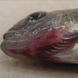 Photo of yellow perch