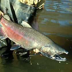 Chinook salmon (Oncorhynchus tshawytscha)