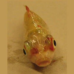 Koi (Cyprinus carpio koi) infected with SVCV