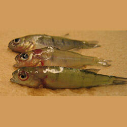 Yellow perch (Perca flavescens) fry