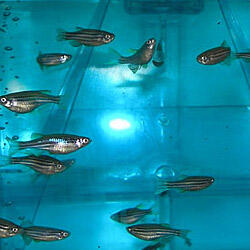 Zebrafish (Danio rerio)