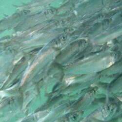 Pacific herring
