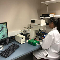 Researcher works at microscope