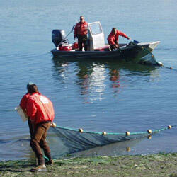 Beach seining Nisqually River