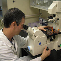Scientist examines a cell cuture