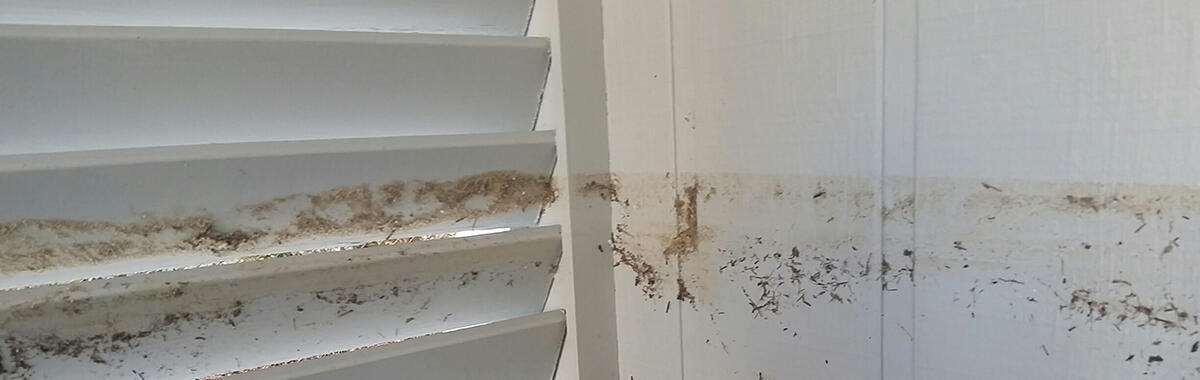 This is a high-water mark inside a house caused by floodwaters created by Hurricane Matthew. 