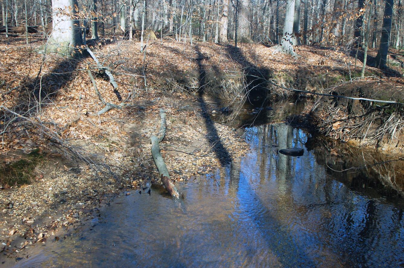 Typical creekside habitat of Eisenoides lonnbergi with acid, calcium-deficient soil.