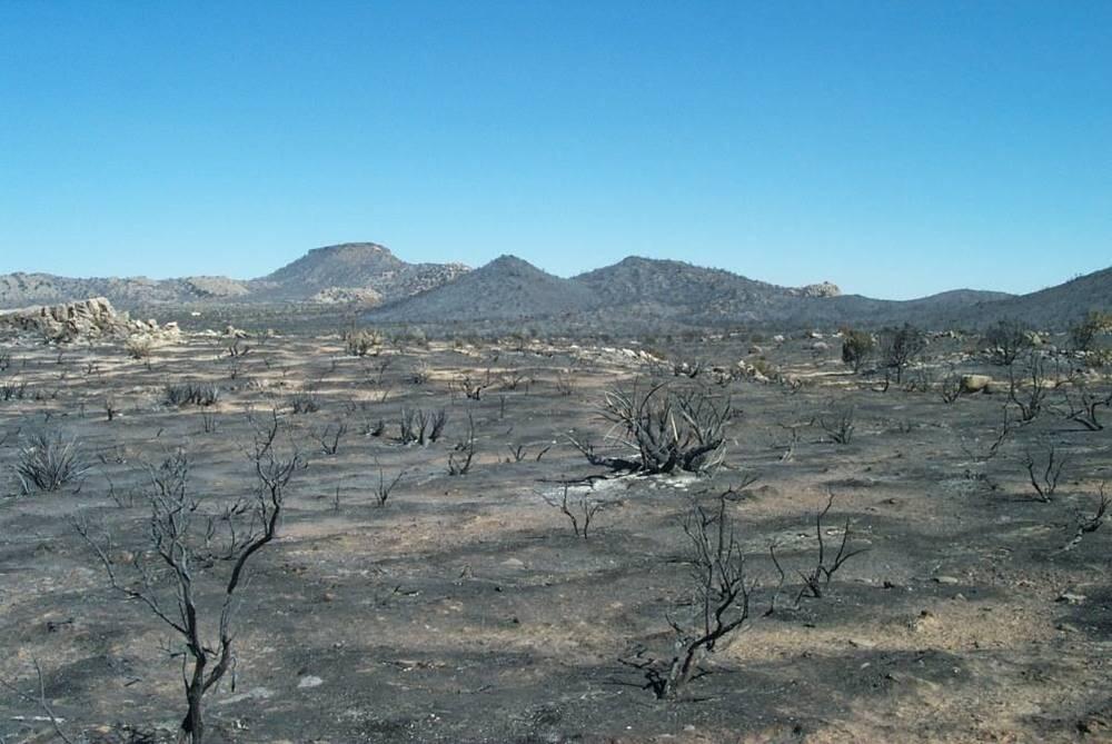 Photo of a desert landscape after a severe wildfire