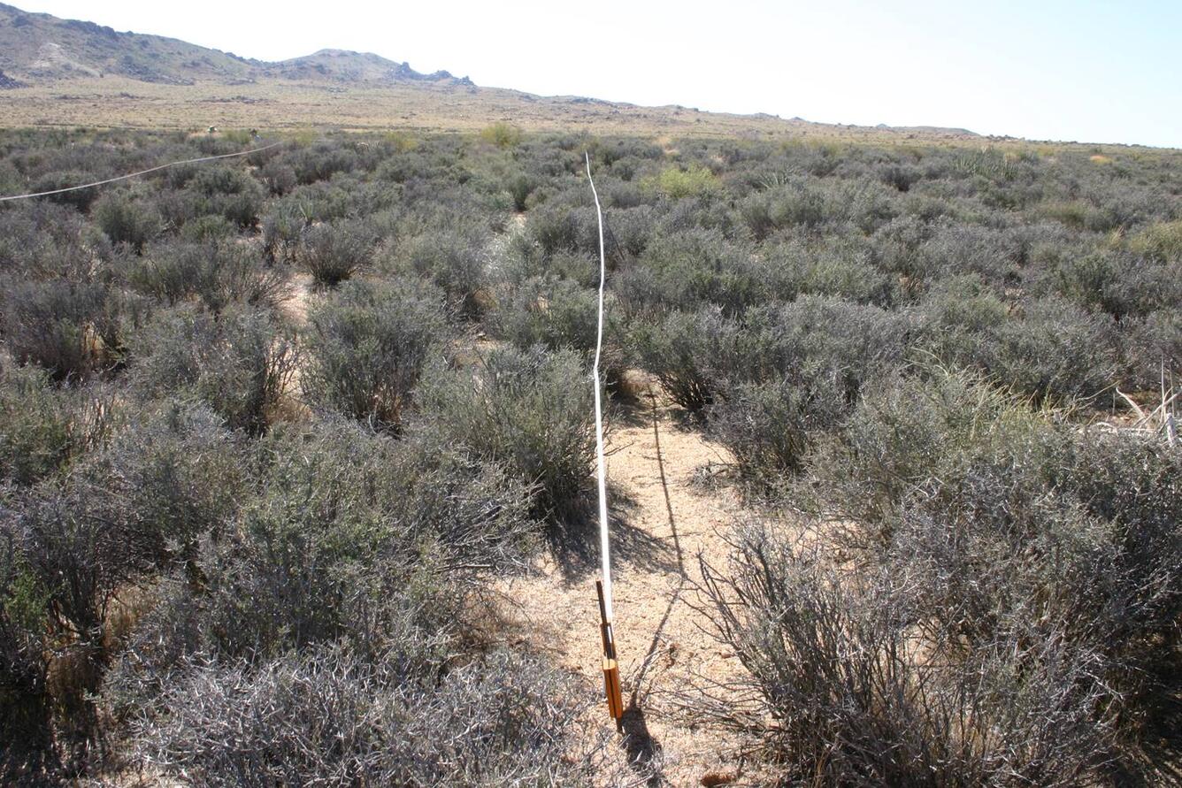 Photo of native blackbrush in the Mojave National Preserve