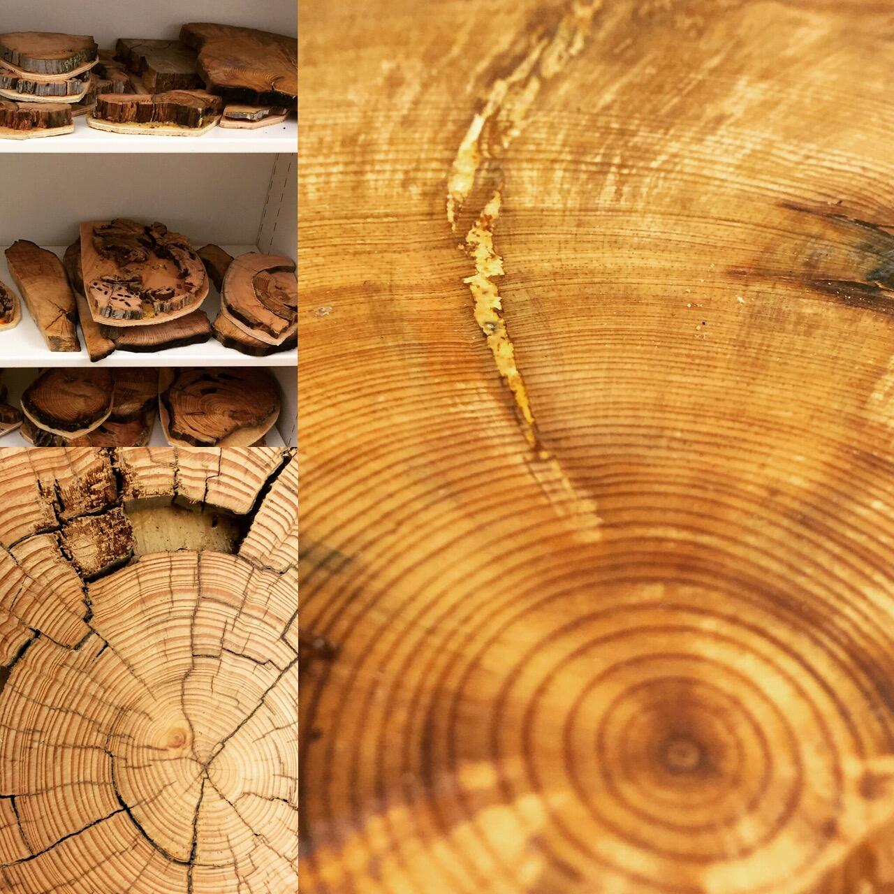 A tree ring collage by Ellis Margolis, USGS.
