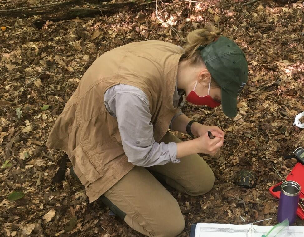 Scientist conducting a survey of eastern box turtles