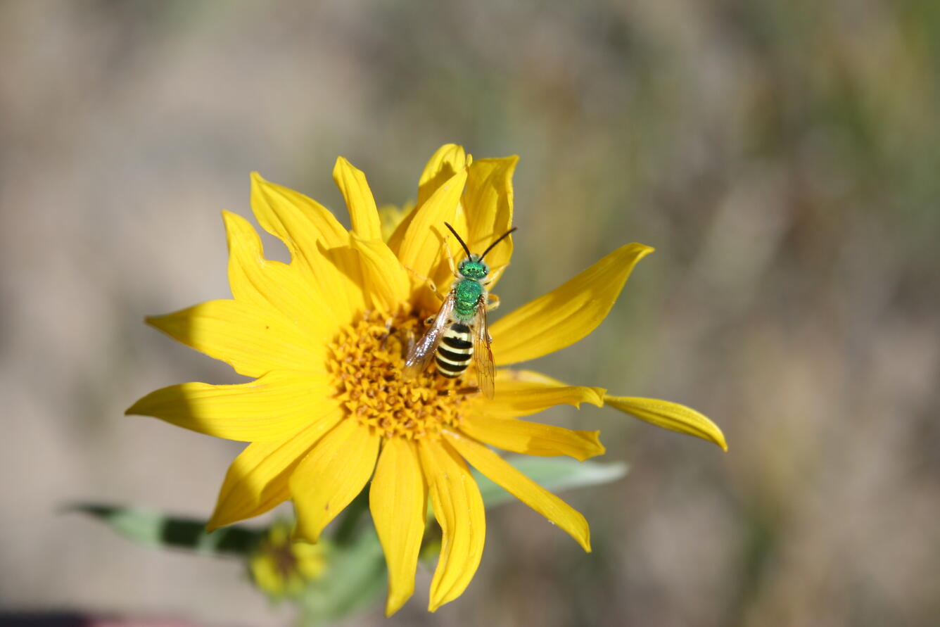 Halictidae on flower