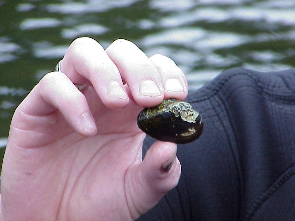 Closeup of hand holding a freshwater mussel.