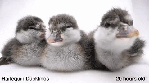 Animated image of three ducklings 